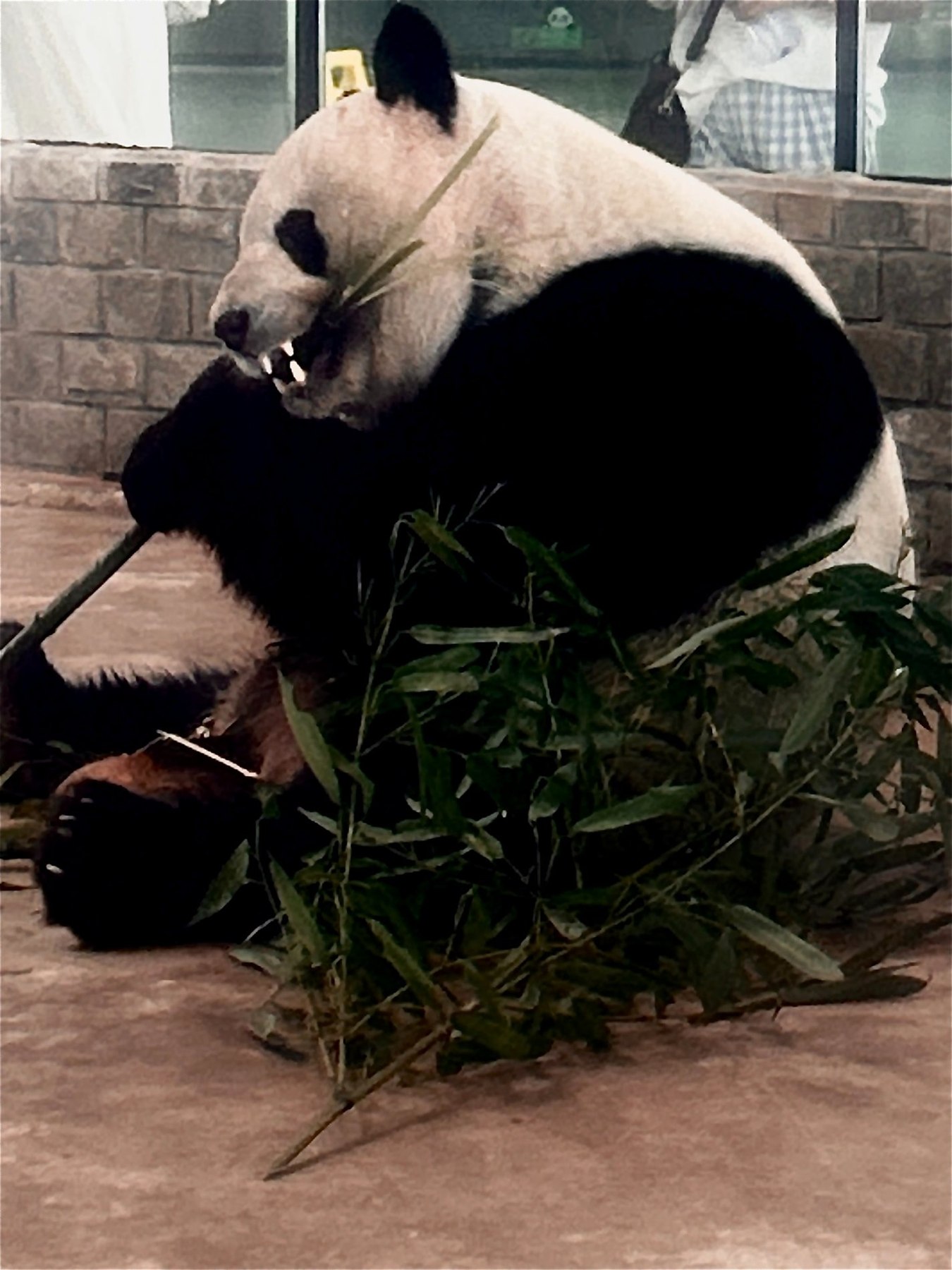 Panda che mangia bambù