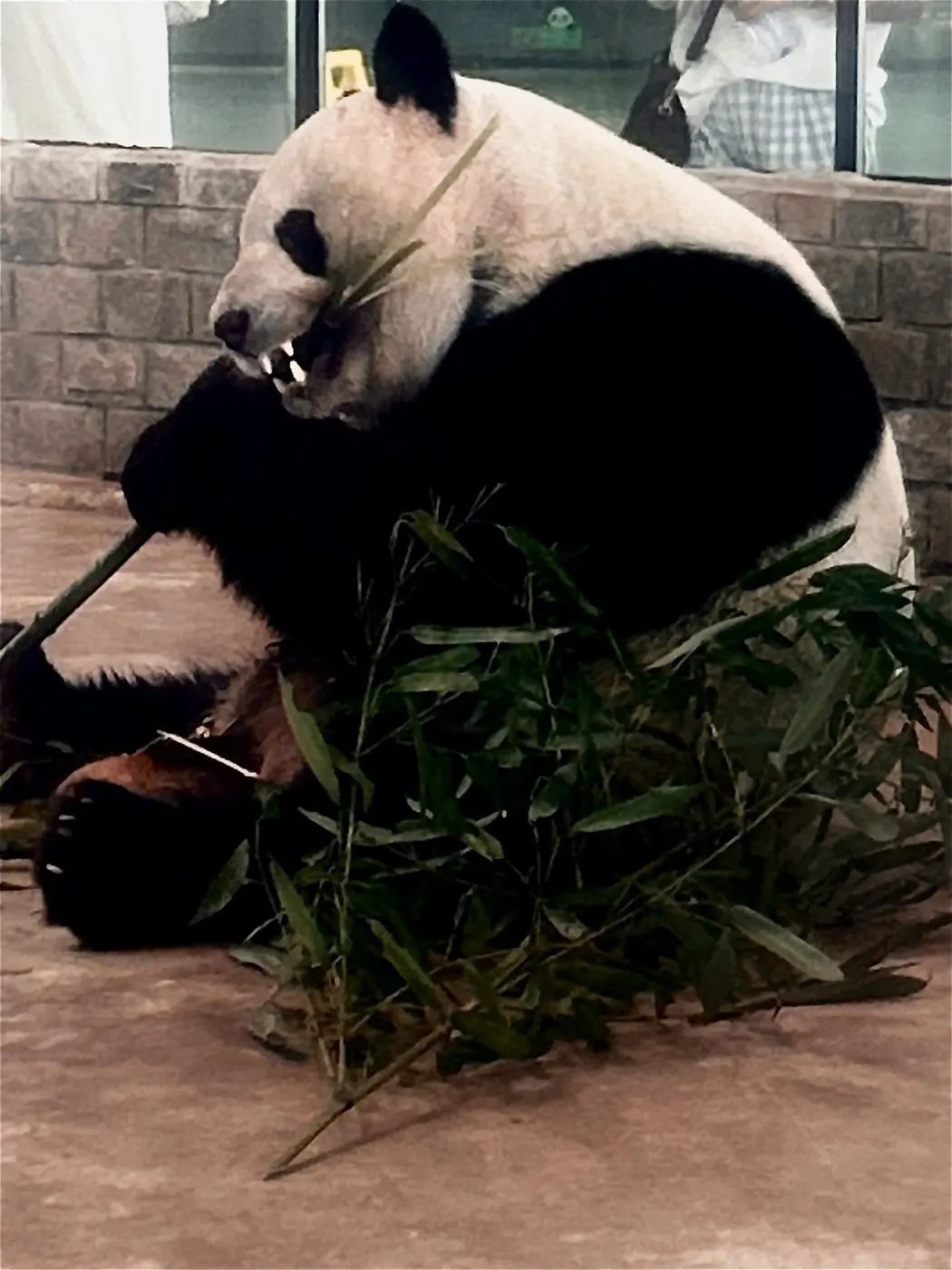 Panda che mangia bambù